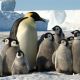 Пингвиньи «ясли», или Кто научил животных ходить в «детский сад»?